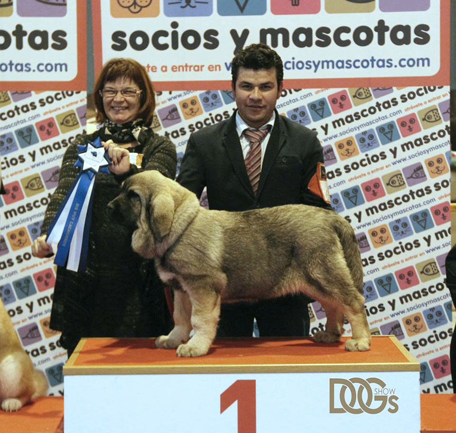 mastín español cachorro